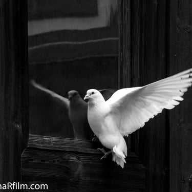 A black & white photo of a white dove with spread wings and its reflection in a window