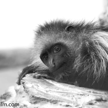 A black & white portrait of a monkey relaxing on a rock while staring at the camera.