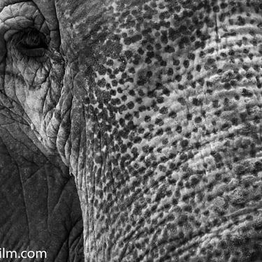 A close-up black & white photo of an elephant’s face