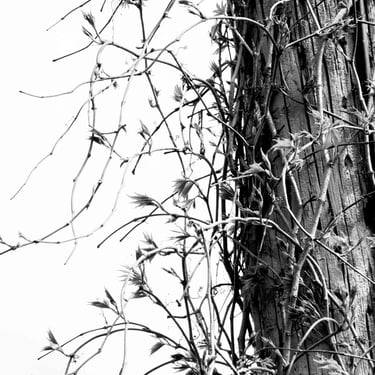 A detailed black & white photograph of tree trunk wrapped by a crawling plant