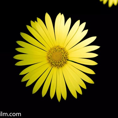 A photograph featuring a captivating yellow daisy flower set against a dramatic black background