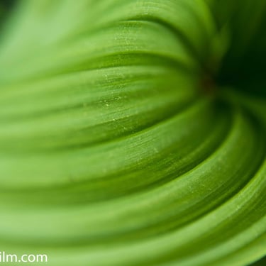 A close-up colour photograph of a green leaf