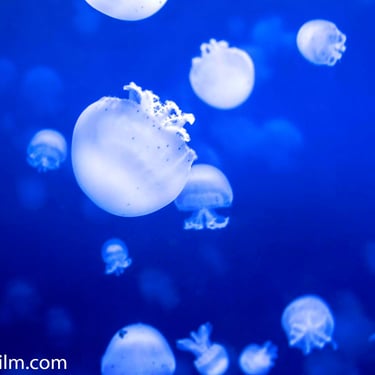 A calming photograph of numerous jellyfish floating against a dark blue background