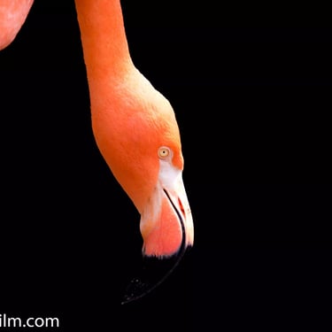 A close-up colour photograph of a flamingo’s head and neck set against black background