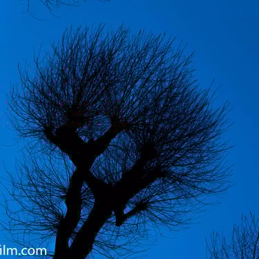 A colour photograph taken from below featuring the silhouette of a bare tree set against a dusky sky