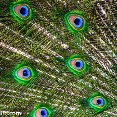 A close-up colour photograph of a peacock’s tail feathers