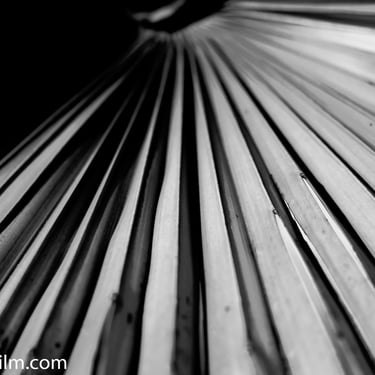 A close-up black & white photograph of a palm tree leaf