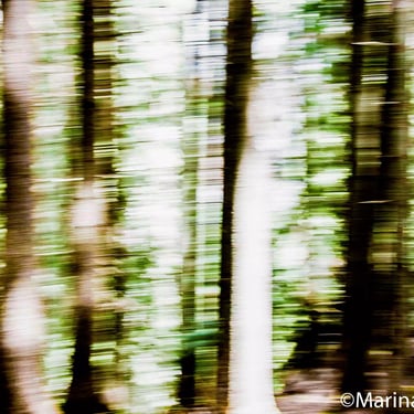 A colour photograph of a blurred forest landscape