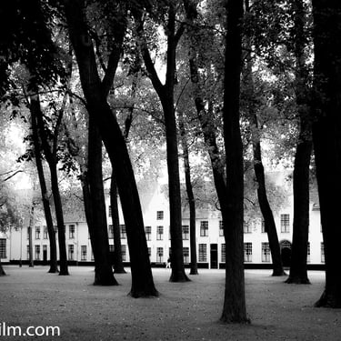 A black & white landscape photo of numerous tall, slim trees and white, European-style houses in the background