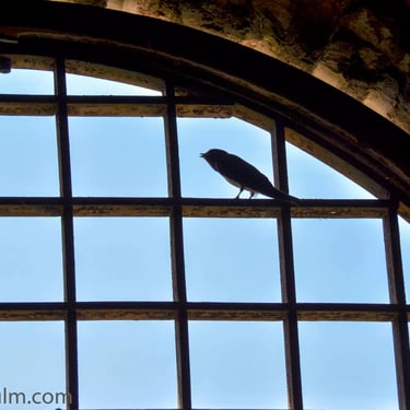 A detailed colour photograph of a singing swallow bird sitting on a barred window