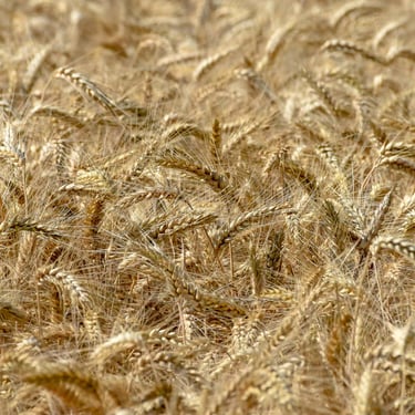 A vivid colour photograph of a golden wheat field
