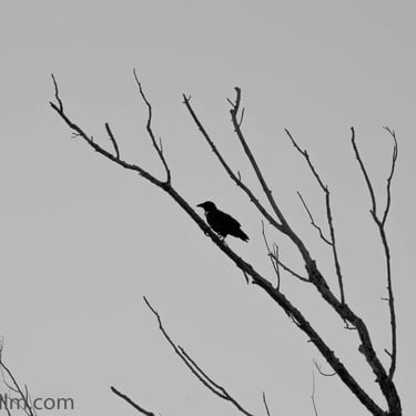 A black & white photo of a lonely crow sitting on a branch of a bare tree set against a grey, cloudless sky