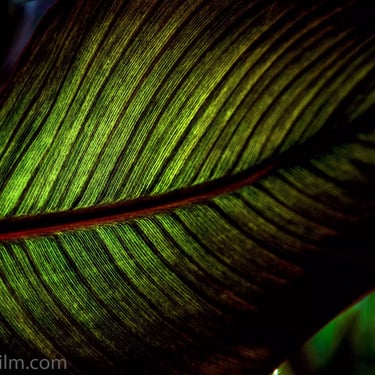 A close-up, detailed colour photograph of an exotic green leaf with light coming through it