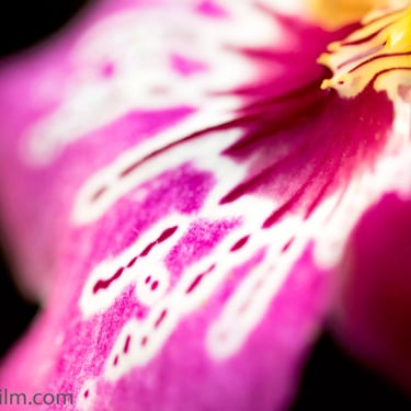 A close-up colour photograph showing an flower’s hot pink petal