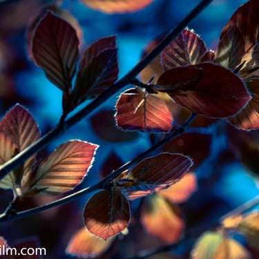 A colourful autumn photograph featuring orange and yellow leaves set against a cool light backdrop