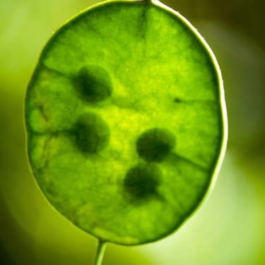 A detailed colour photograph of a seed pod