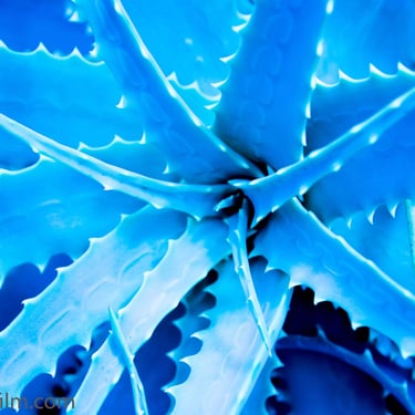 A cold toned close-up photograph of a succulent plant