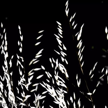 A photograph of a blurred plant