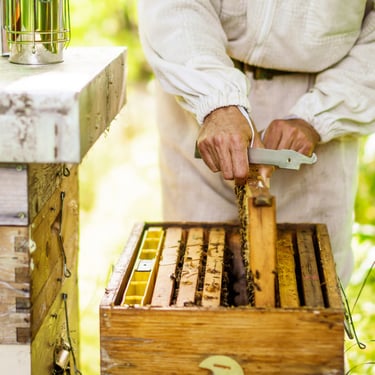 bees on a bee frame