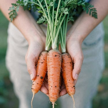 Hands holding fresh organic carrots with soil still attached, soft daylight, 35mm film