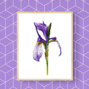Siberian Iris print framed