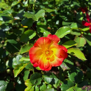 Rose