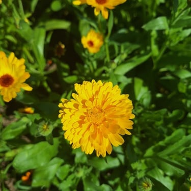 Calendula