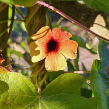 Nasturtiums