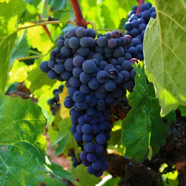 Grapes