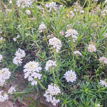 Sweet Alyssum