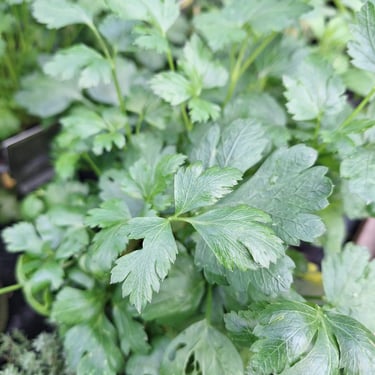 multiple bright green Cliantro herb leaves