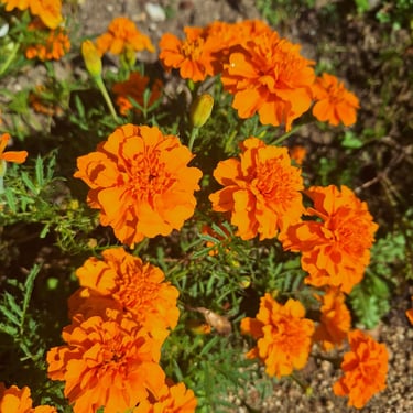 Marigolds