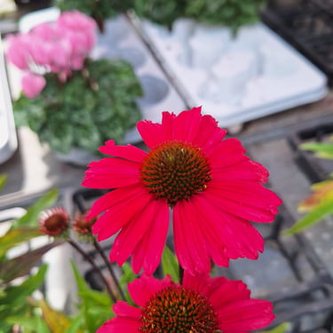 Echinacea