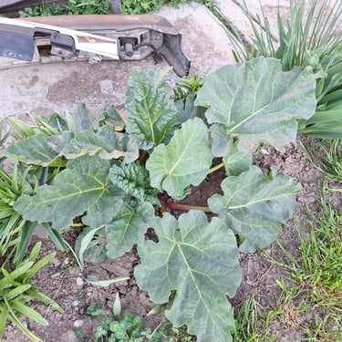 Swiss Chard