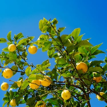 Citrus