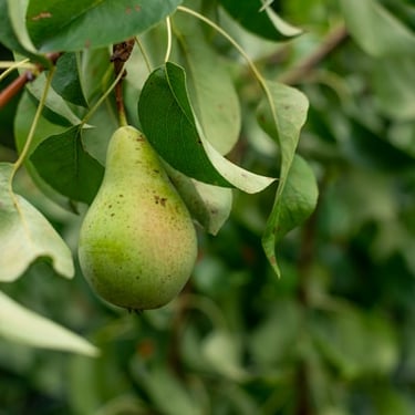 Pears
