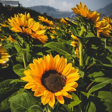 Sunflower