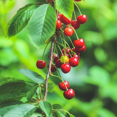 Cherries