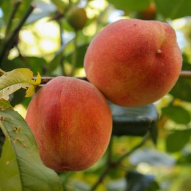 Peaches