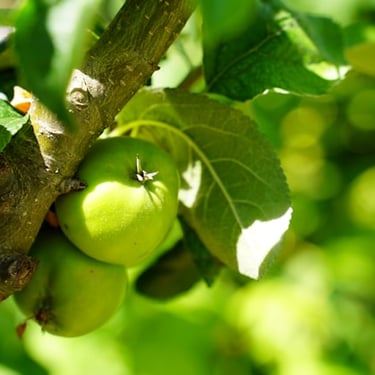 Apples