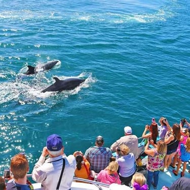 Dolphin watching in the nearby sea is thrilling and related to storytelling