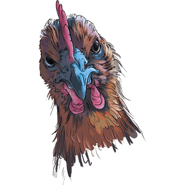 Columbian Blacktail, one of the heritage breeds laying our delicious and nutritious Orchard Eggs.