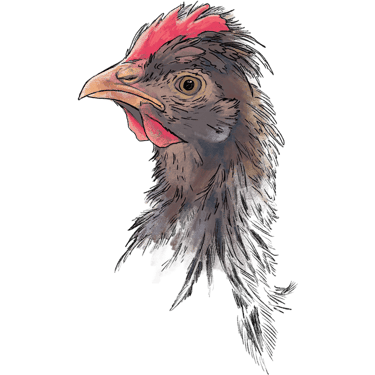 Cream Crested Legbars, one of the heritage breeds laying our delicious and nutritious Orchard Eggs.