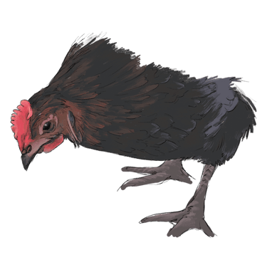 Marans Cuvree, one of the heritage breeds laying our delicious and nutritious Orchard Eggs.