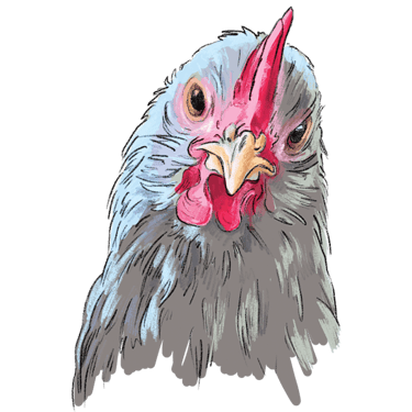 Swedish Silverludds, one of the heritage breeds laying our delicious and nutritious Orchard Eggs.