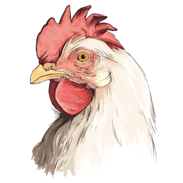 White Leghorns, one of the heritage breeds laying our delicious and nutritious Orchard Eggs.