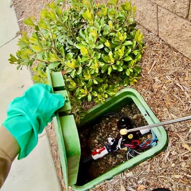 American roach control inside an irrigation valve box in Menifee CA