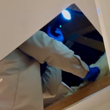 Rodent Pest Control attic inspection and trapping in Menifee Footprint Pest Management