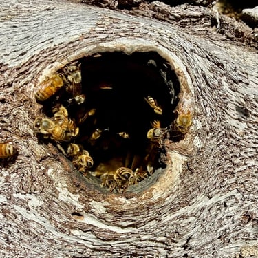 Bees Pest Control in Menifee, Murrieta, and Temecula in Lake Elsinore, Footprint Pest Management