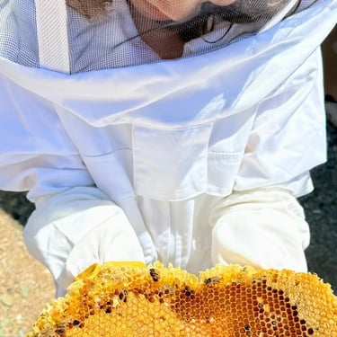 Bee treatment honeycomb removal, Murrieta, CA Footprint Pest Management